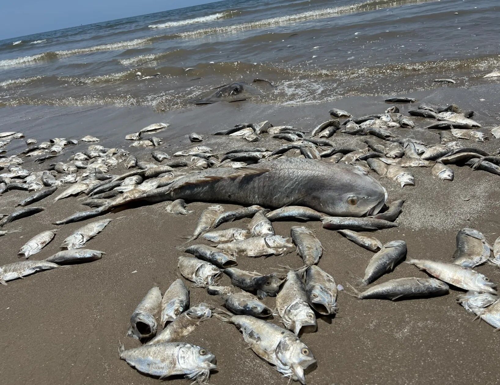 В Техасе на пляж выбросили тысячи мертвых рыб. Видео и фото