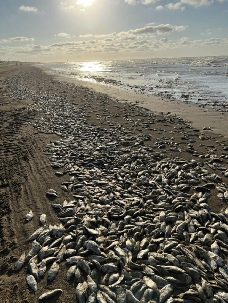 В Техасе на пляж выбросили тысячи мертвых рыб. Видео и фото