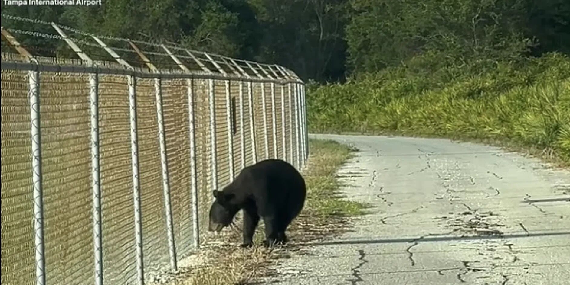В аэропорту Флориды черный медведь выбежал на взлетную полосу самолета. Фото