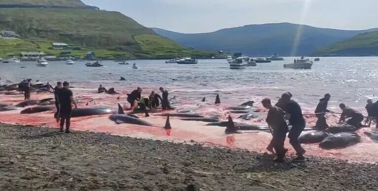 Кровавый обычай на Фарерах: на побережье убили более 500 дельфинов