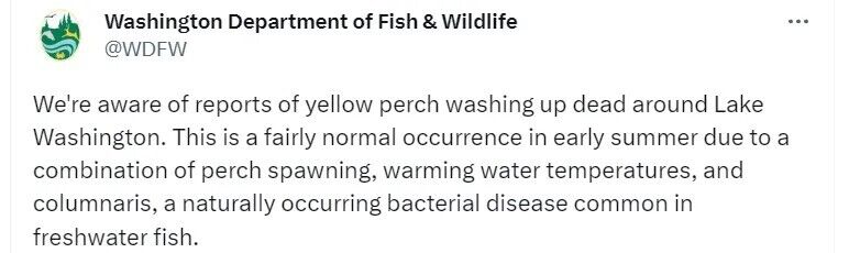 Мертва риба в озері Вашингтон непокоїть місцевих жителів