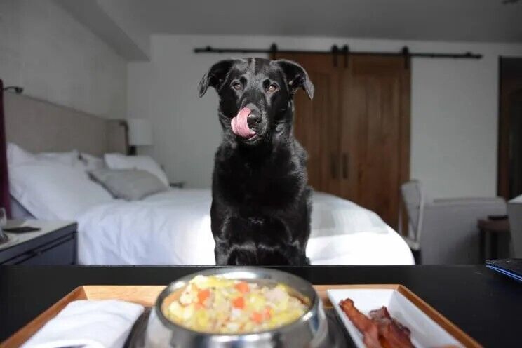 Топ-3 лучших отелей мира для собак: четвероногих ждут вкусная еда и развлечения