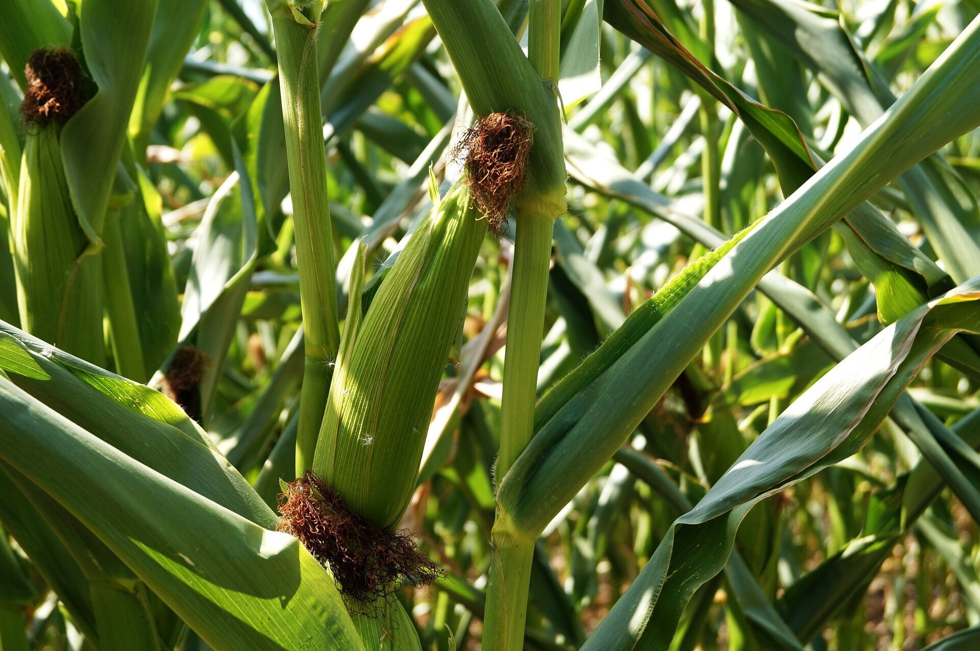 Как правильно жарить кукурузу в початках 
