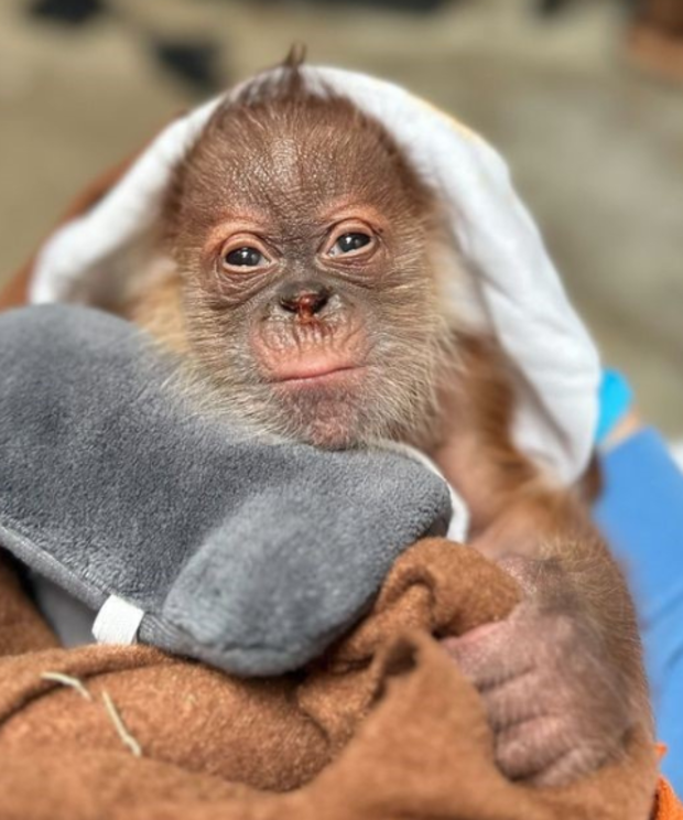 Чарівне дитинча орангутанга народилося у каліфорнійському зоопарку вперше за понад 40 років