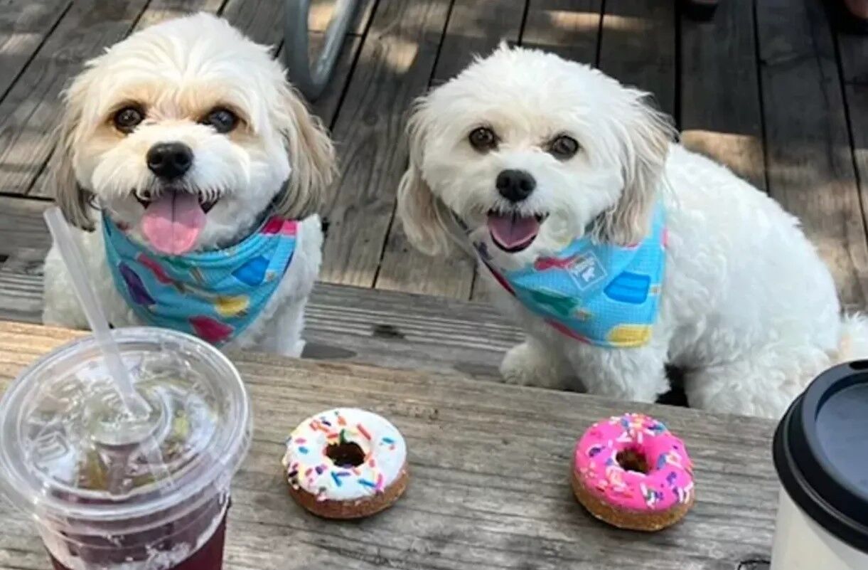 Невероятное воссоединение семьи: собаки нашли друг друга после 5 лет разлуки благодаря Instagram