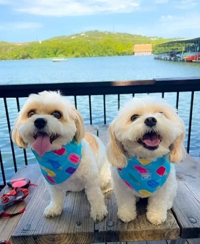 Невероятное воссоединение семьи: собаки нашли друг друга после 5 лет разлуки благодаря Instagram