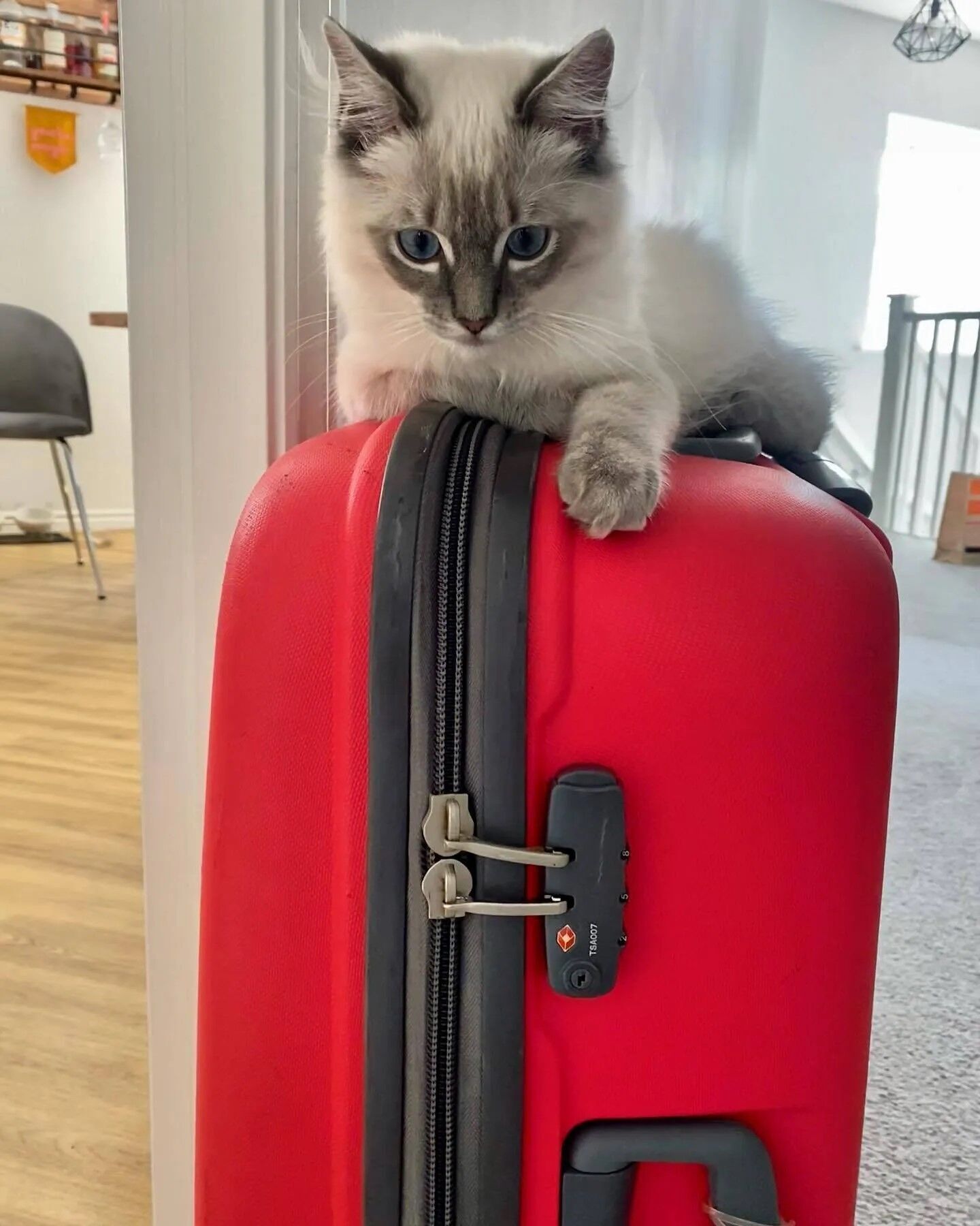 Самые милые котики, которые удобно сидят на чемоданах и составляют кампанию своим хозяевам, пока они упаковывают вещи