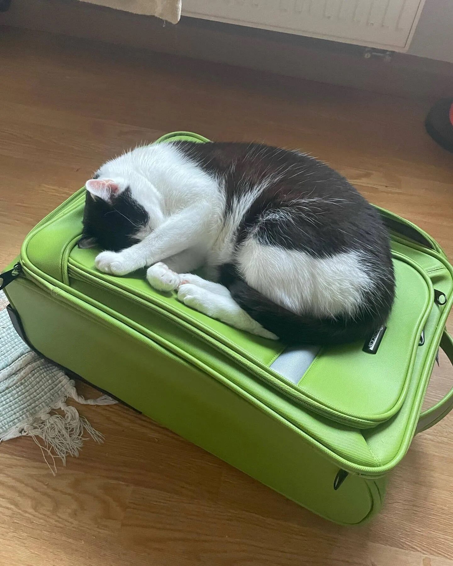 Самые милые котики, которые удобно сидят на чемоданах и составляют кампанию своим хозяевам, пока они упаковывают вещи