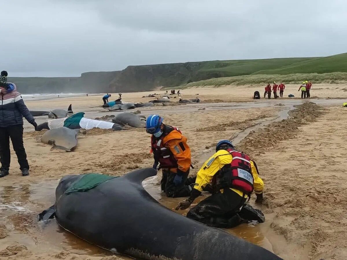 В Шотландии десятки черных дельфинов выбросились на берег и погибли: фото