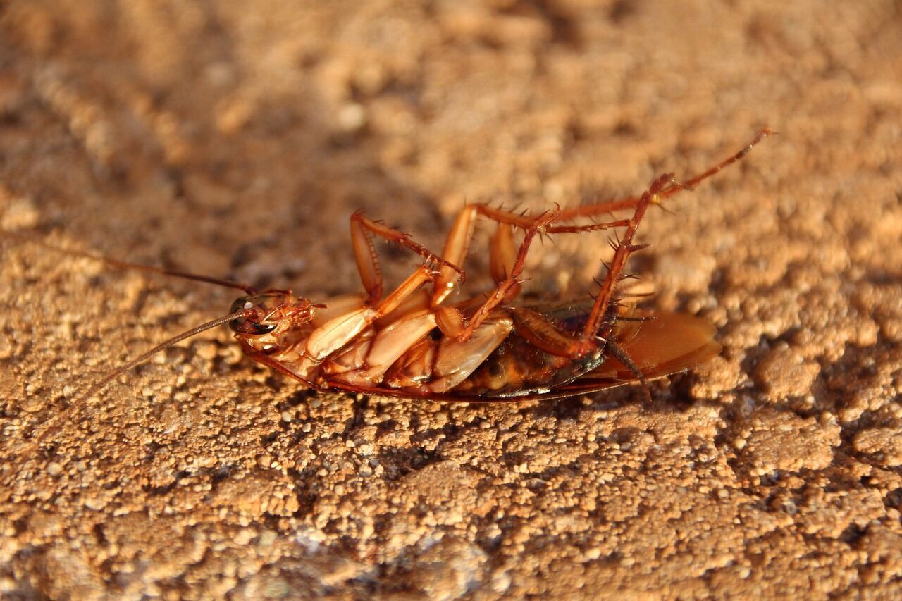 Необычные методы борьбы с тараканами: огурец как спаситель? 