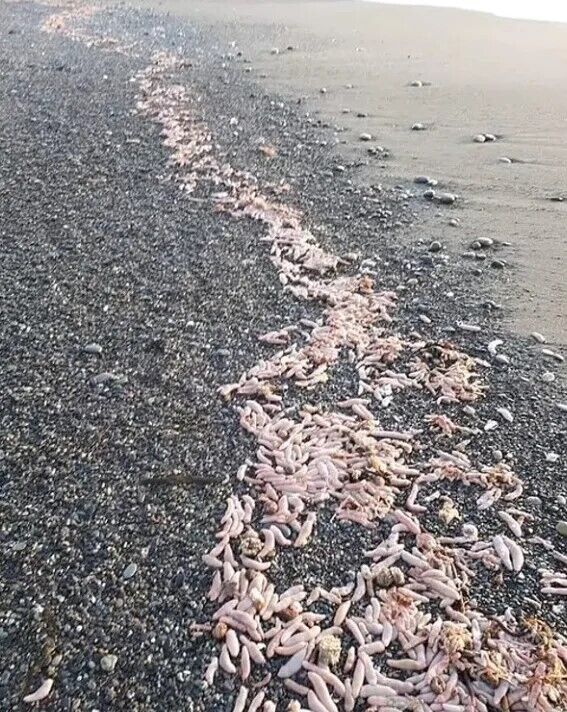 В Аргентині після шторму пляж заполонили тисячі ''риб-пенісів''. Фото