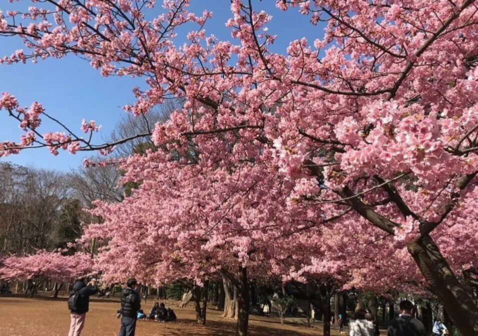 Фантастическая красота и райский покой: четыре лучших живописных парка Шинагавы