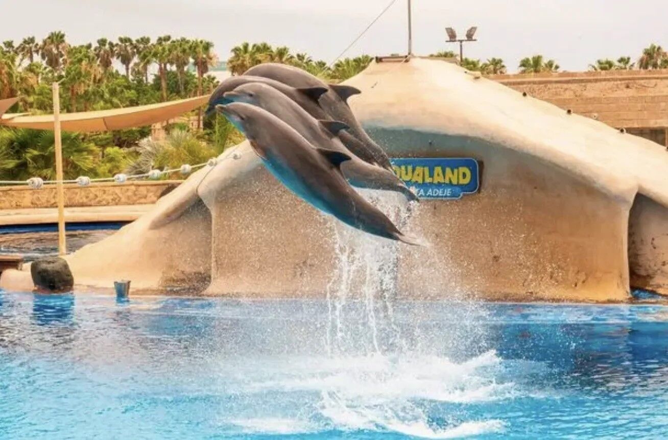 Защитники животных призвали туркомпании закрыть продажу жестоких шоу с дельфинами