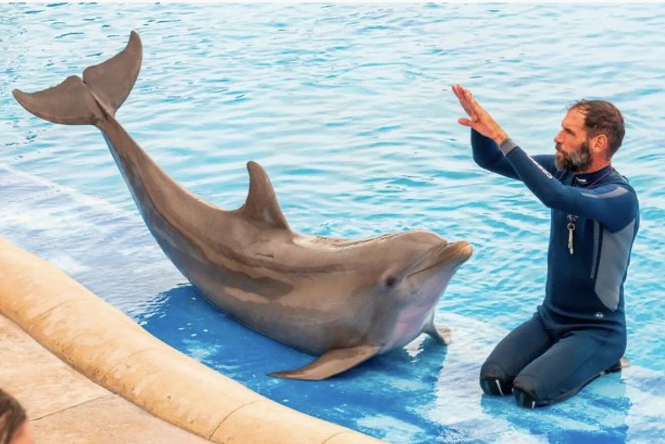 Защитники животных призвали туркомпании закрыть продажу жестоких шоу с дельфинами