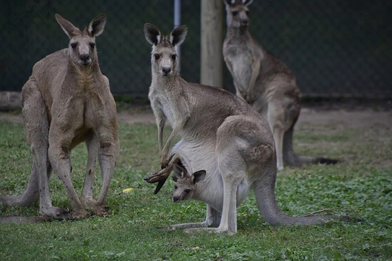 4 весомых причины для туристов посетит Квинсленд