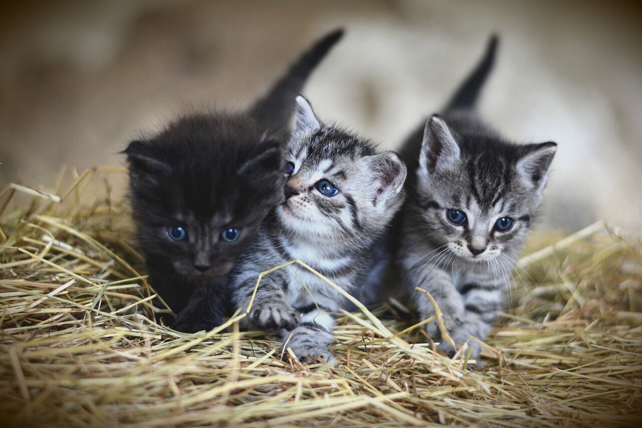 Ветеринар розповів, як доглядати за новонародженими кошенятами