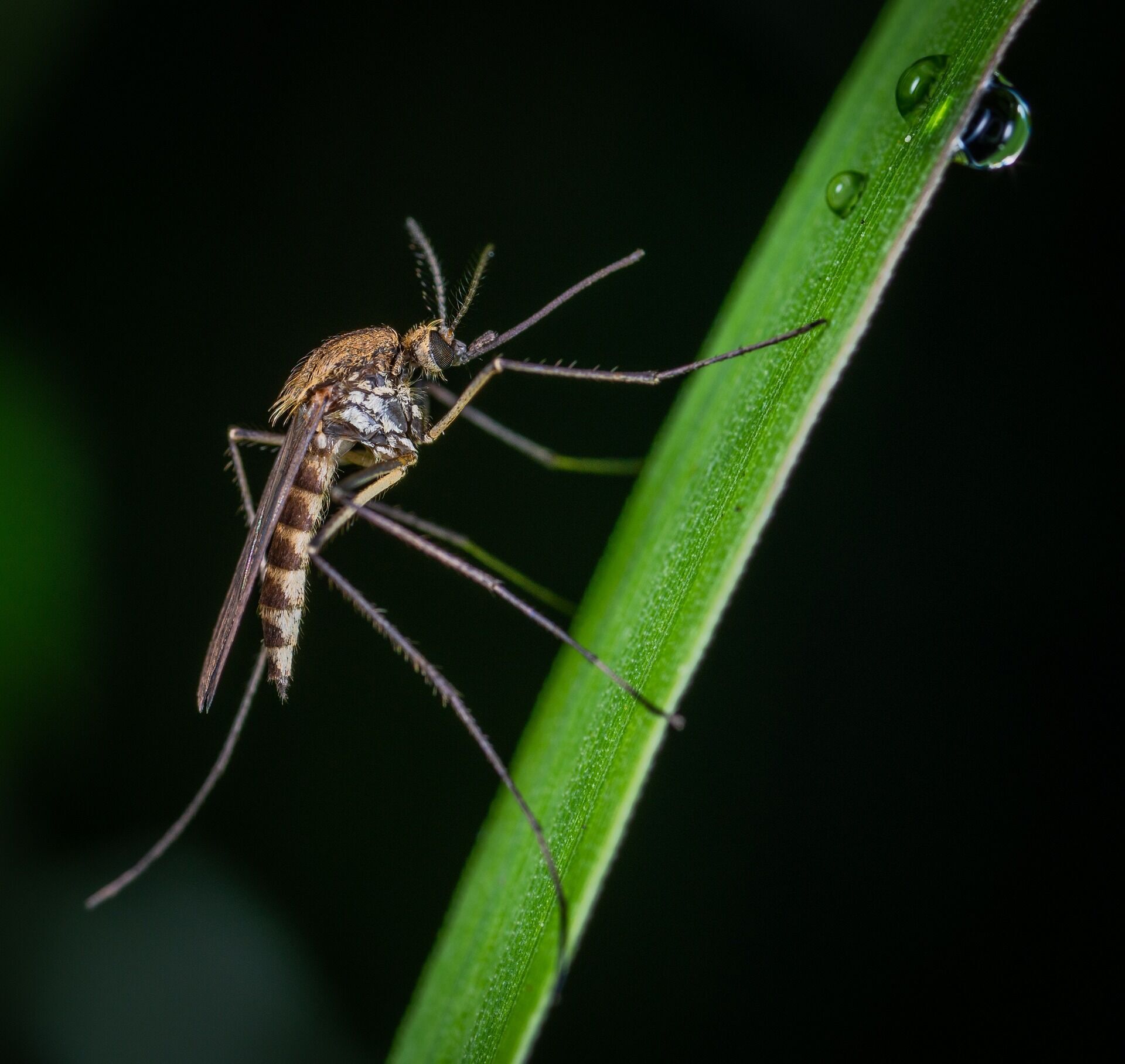 Ученый развенчал 4 мифа о комарах, в которые все верят