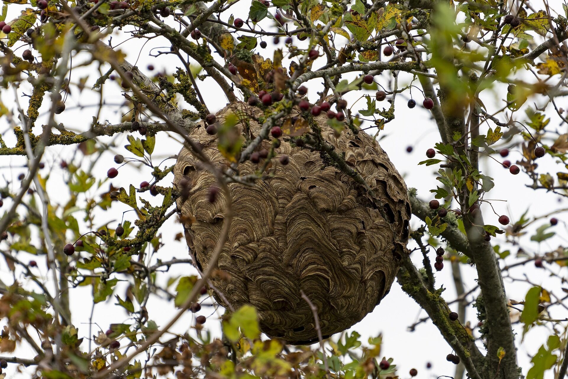 Кто такие азиатские шершни и чем они опасны для окружающих: пчеловоды озабочены