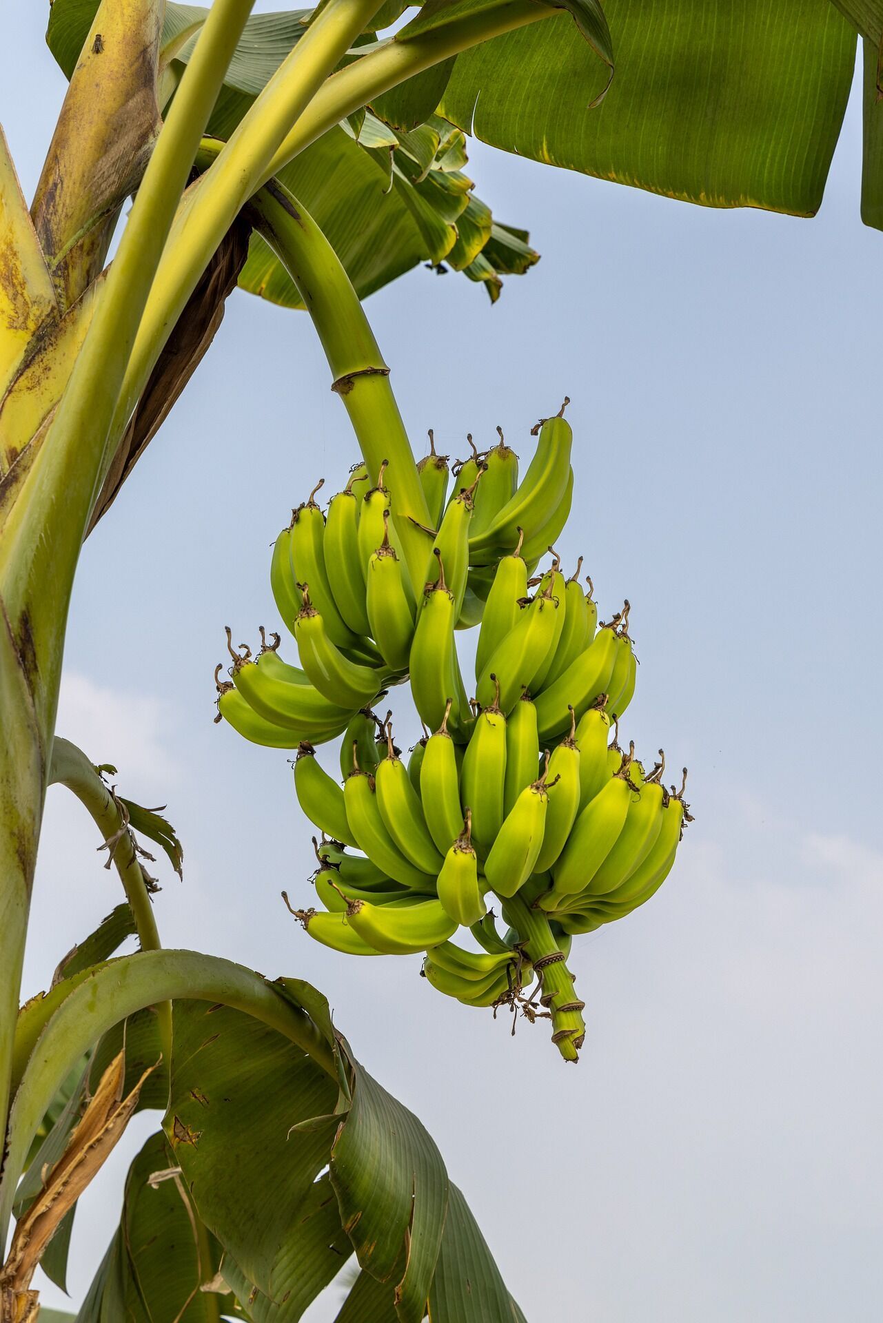 Как сохранить бананы желтыми и твердыми в течение 20 дней