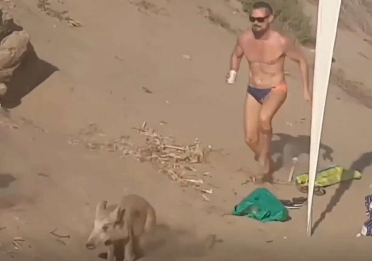 Голодные дикие кабаны напали на пляж в Испании и испугали туристов: фото