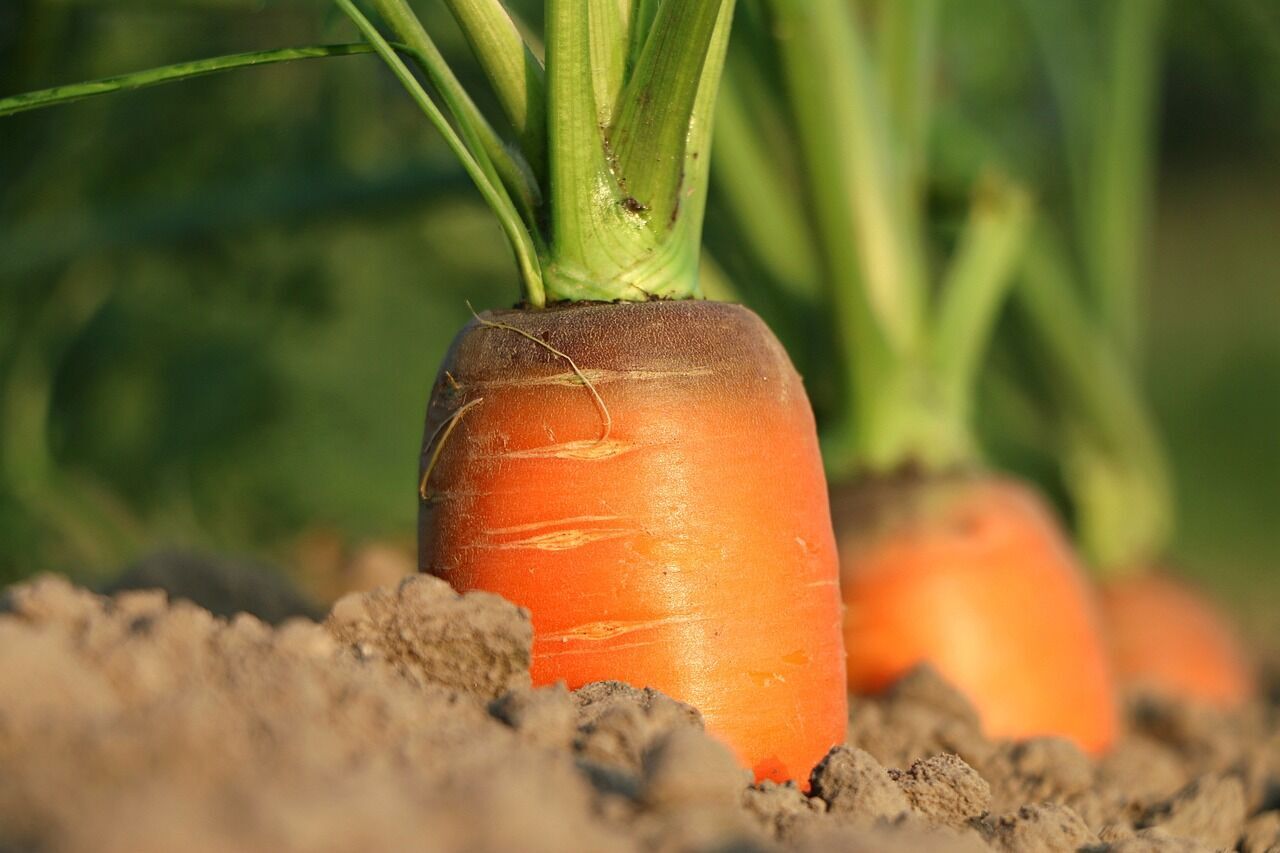 Секрет хранения моркови: как надежно защитить ее в домашних условиях от гнили и высыхания