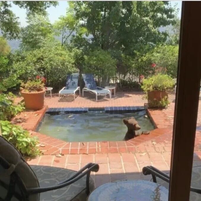 В Калифорнии медведица с детенышем проникли в чужой двор и скупились в джакузи. Фото