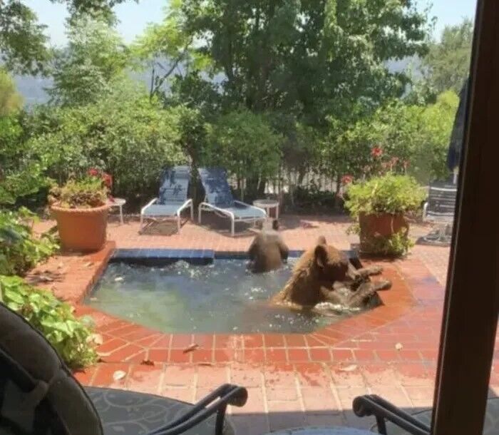 В Калифорнии медведица с детенышем проникли в чужой двор и скупились в джакузи. Фото