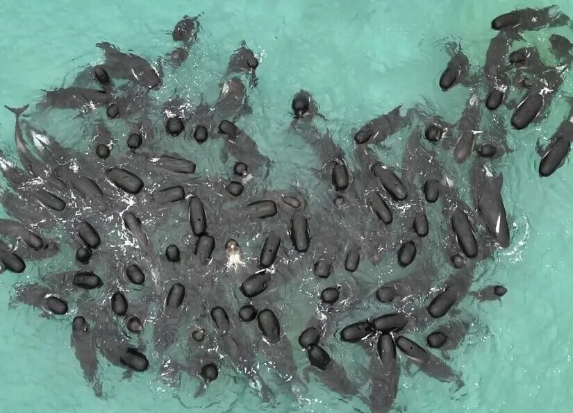 В Австралии усыпят дельфинов, которые массово выбросились на берег. Видео