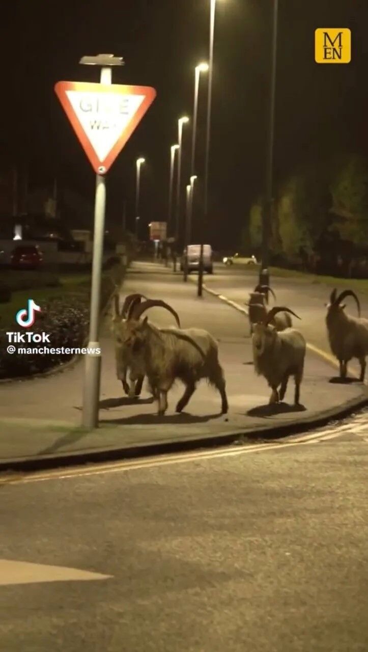 Гірські козли заполонили місто в Вельсі: тварини шкодять містянами, але їх не спішать проганяти