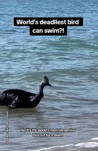 У Австралії на узбережжі помітили найнебезпечнішого птаха у світі