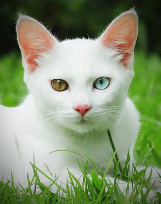 3 породы кошек, которые ассоциируются с богатством и успехом: приметы и суеверия