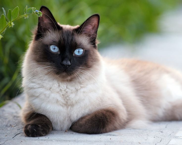 3 породи кішок, які асоціюються з багатством та успіхом: прикмети та забобони