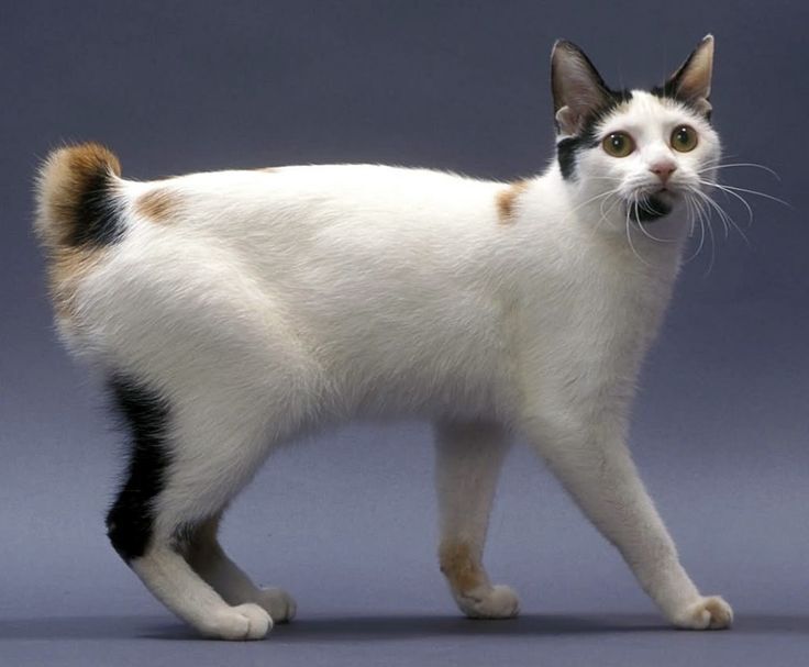 3 породы кошек, которые ассоциируются с богатством и успехом: приметы и суеверия