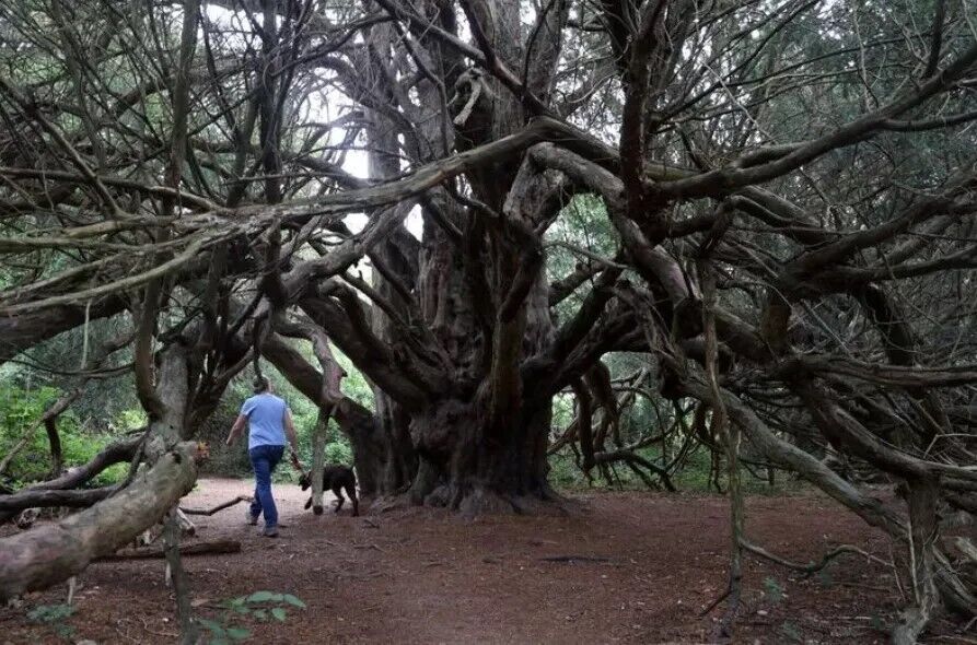 Ви відчуєте себе як у Нарнії: як потрапити у ліс найстаріших у Британії дерев