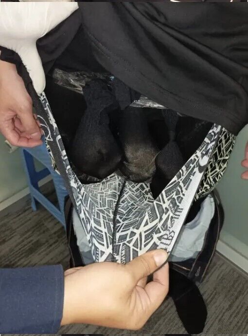 В аеропорту Таїланду затримали туриста, який намагався пронести в трусах двох видр і лучного собачку. Фото