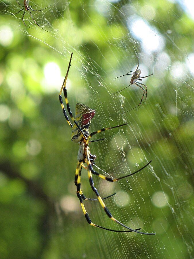 Гигантские 8-дюймовые пауки из Китая ''прорываются'' в США: насколько они опасны