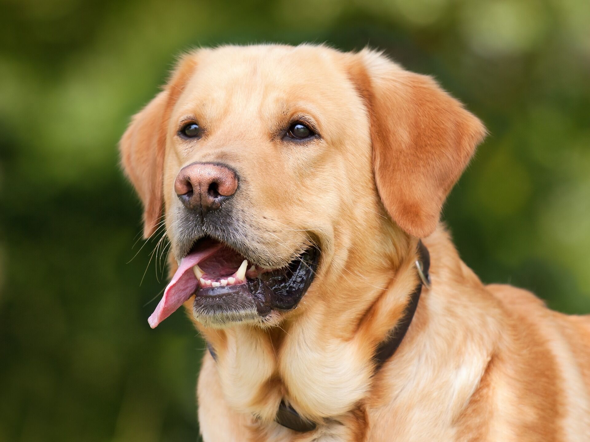 Каких собак заводят чаще всего: 5 самых популярных пород у владельцев домашних животных