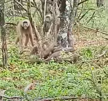 Стая мангустов мужественно отбивается от нападения бабуина: видео дикой природы