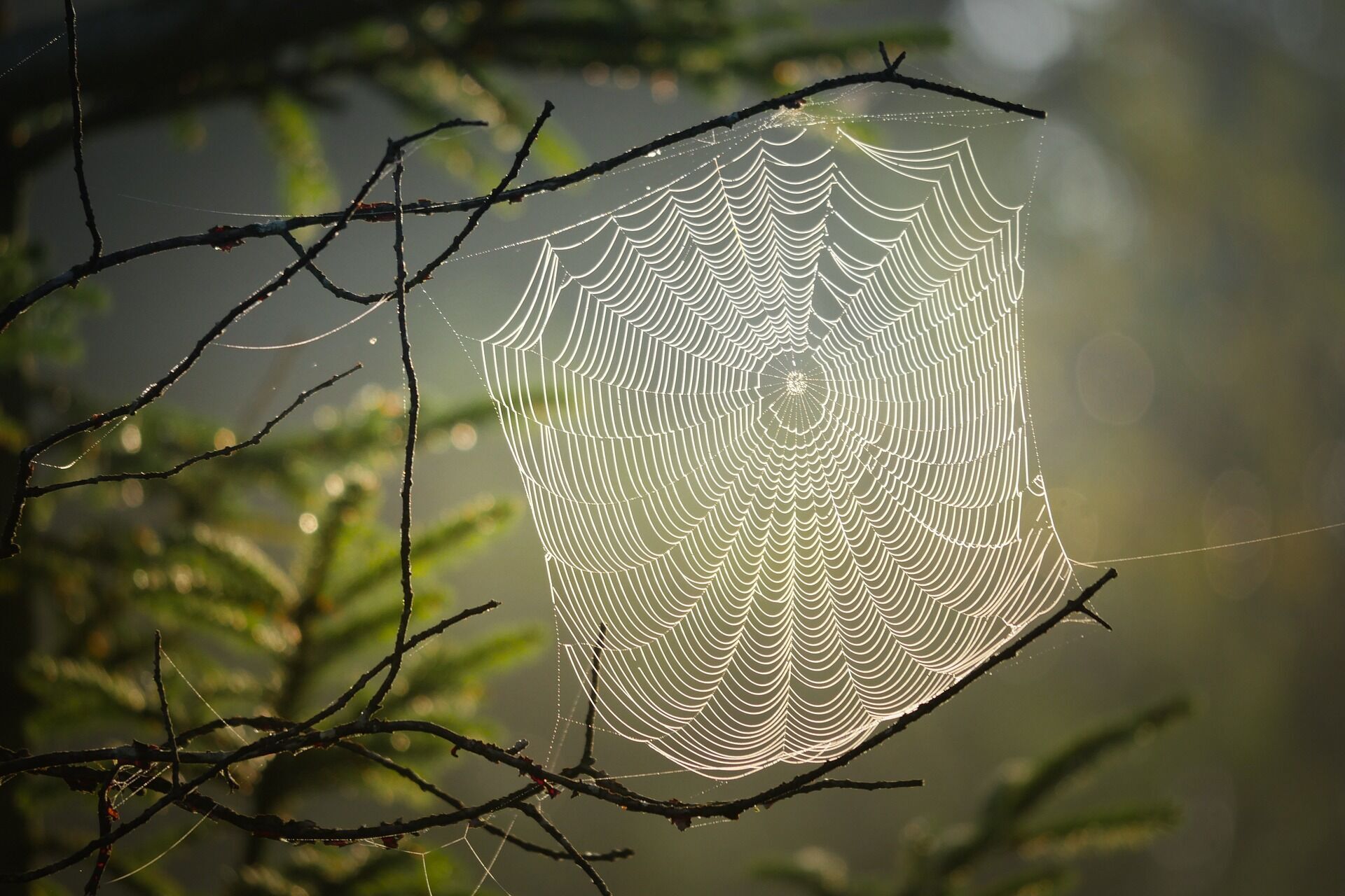 Ученые объяснили: пауки не опасны и боятся нас больше, чем мы их 
