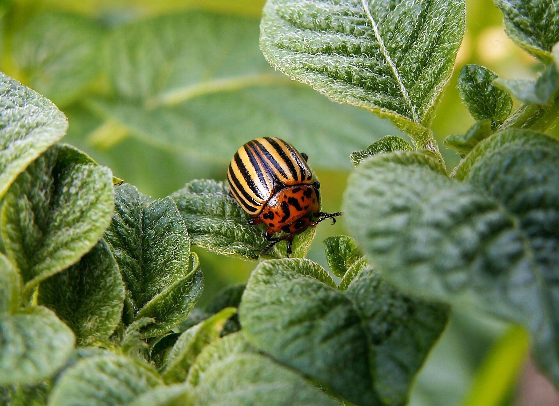 5 способів приготувати інсектицид у домашніх умовах, щоб захистити рослини від шкідників