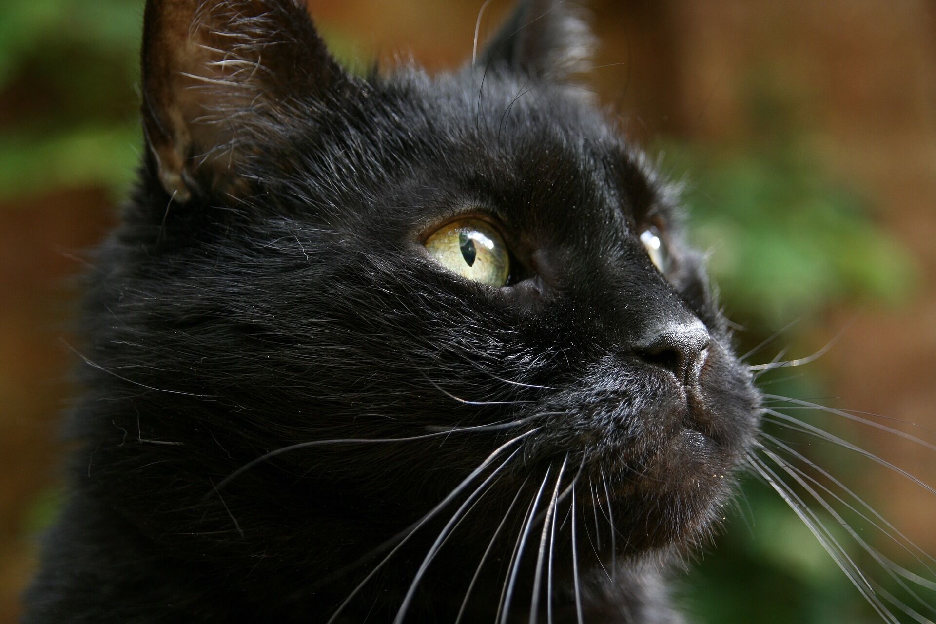 5 пород черных кошек, перед обаянием которых вы не сможете устоять