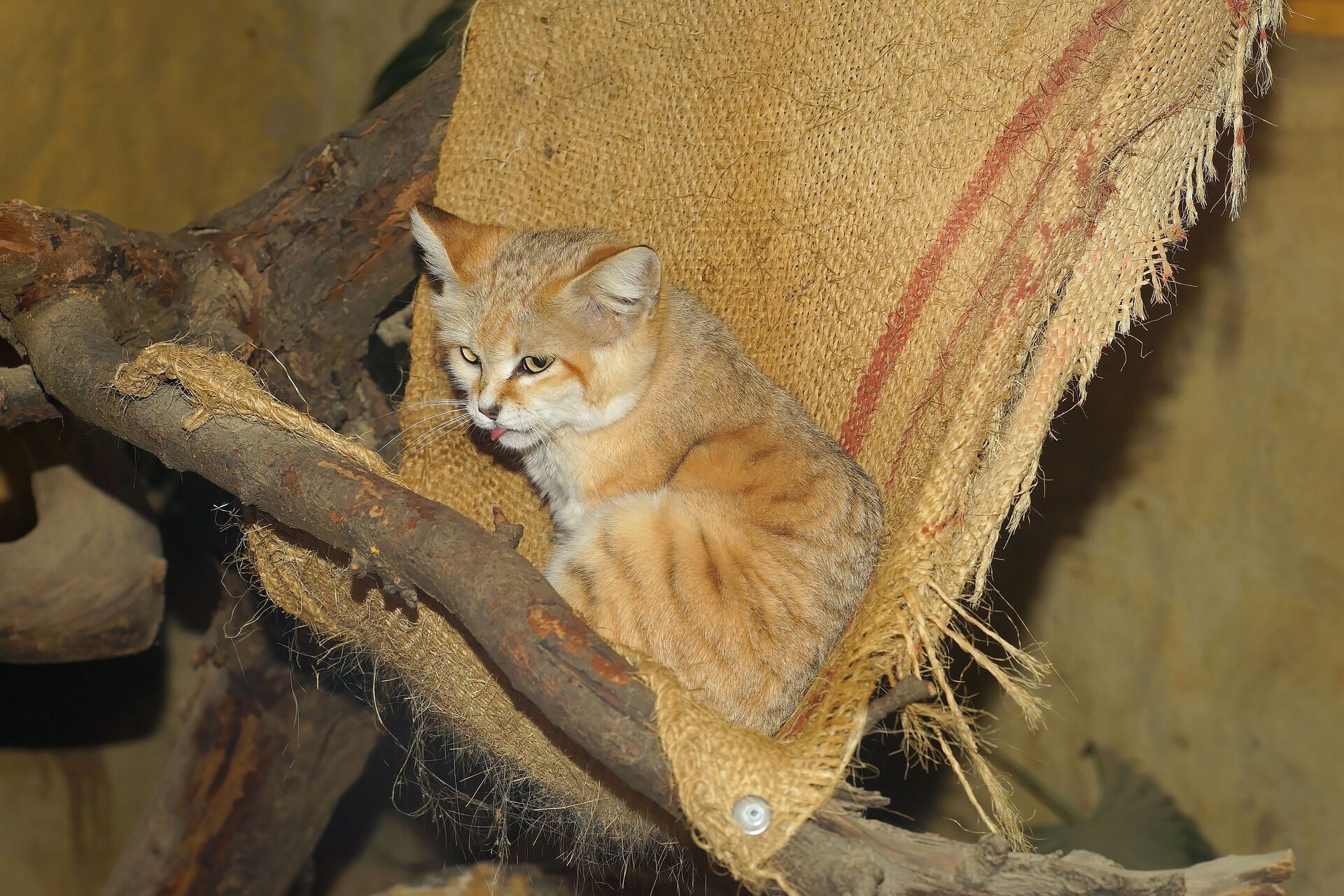 Як виживають барханні кішки в пустелі і що загрожує цьому виду