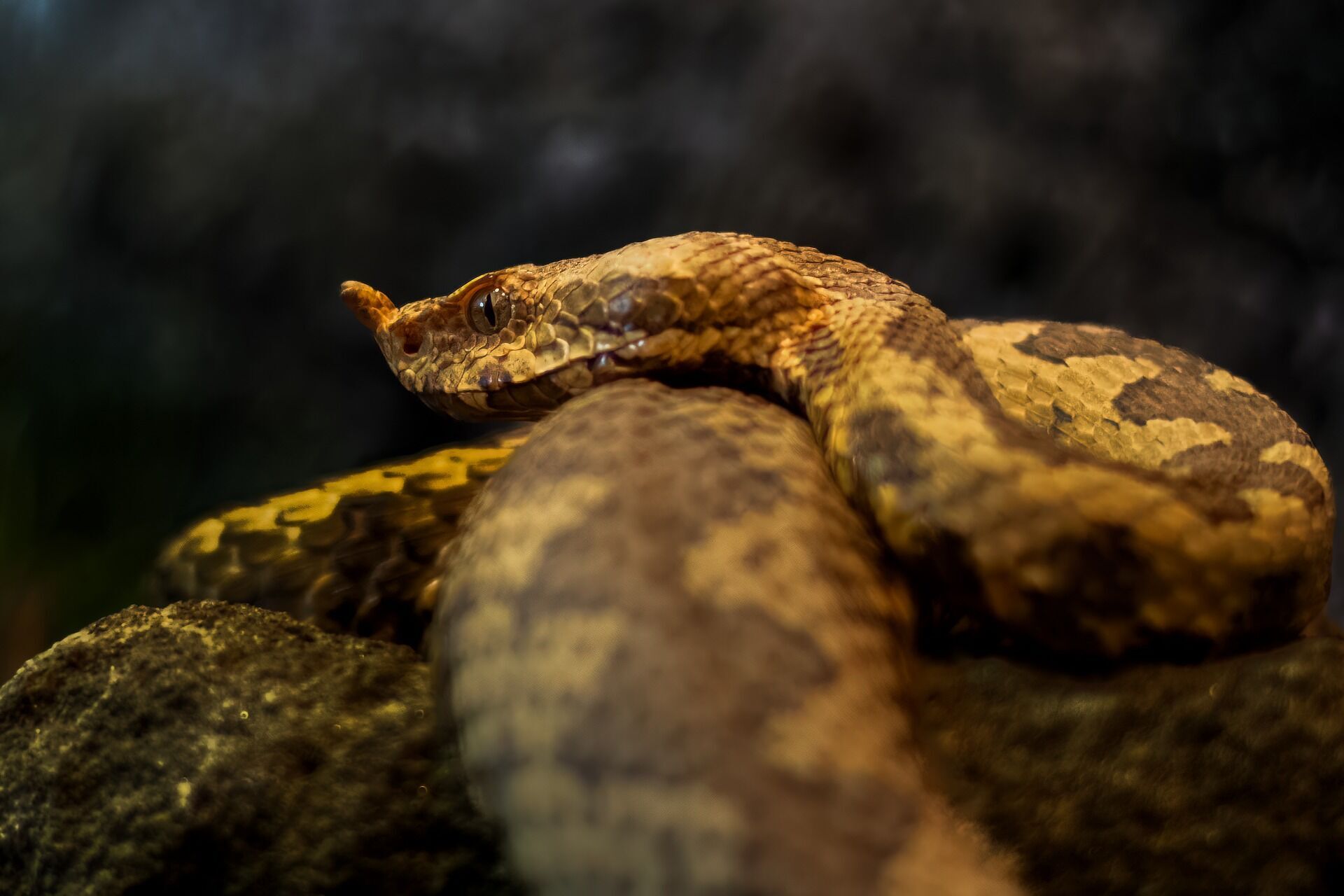 Новий вид змій названо на честь голлівудського актора Гаррісона Форда: що думає про це знаменитість
