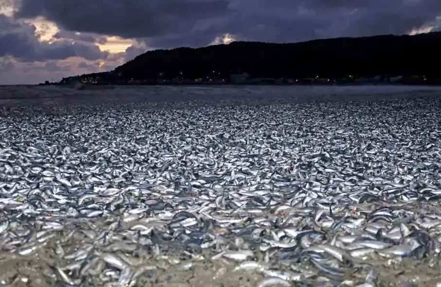 У Японії на берег викинуло близько 1200 тонн риби