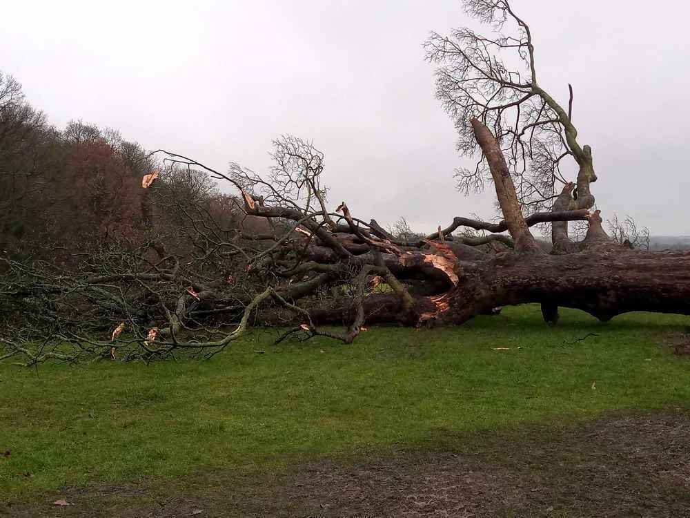 Шторм вырвал с корнями дерево, которому 150 лет. Фото