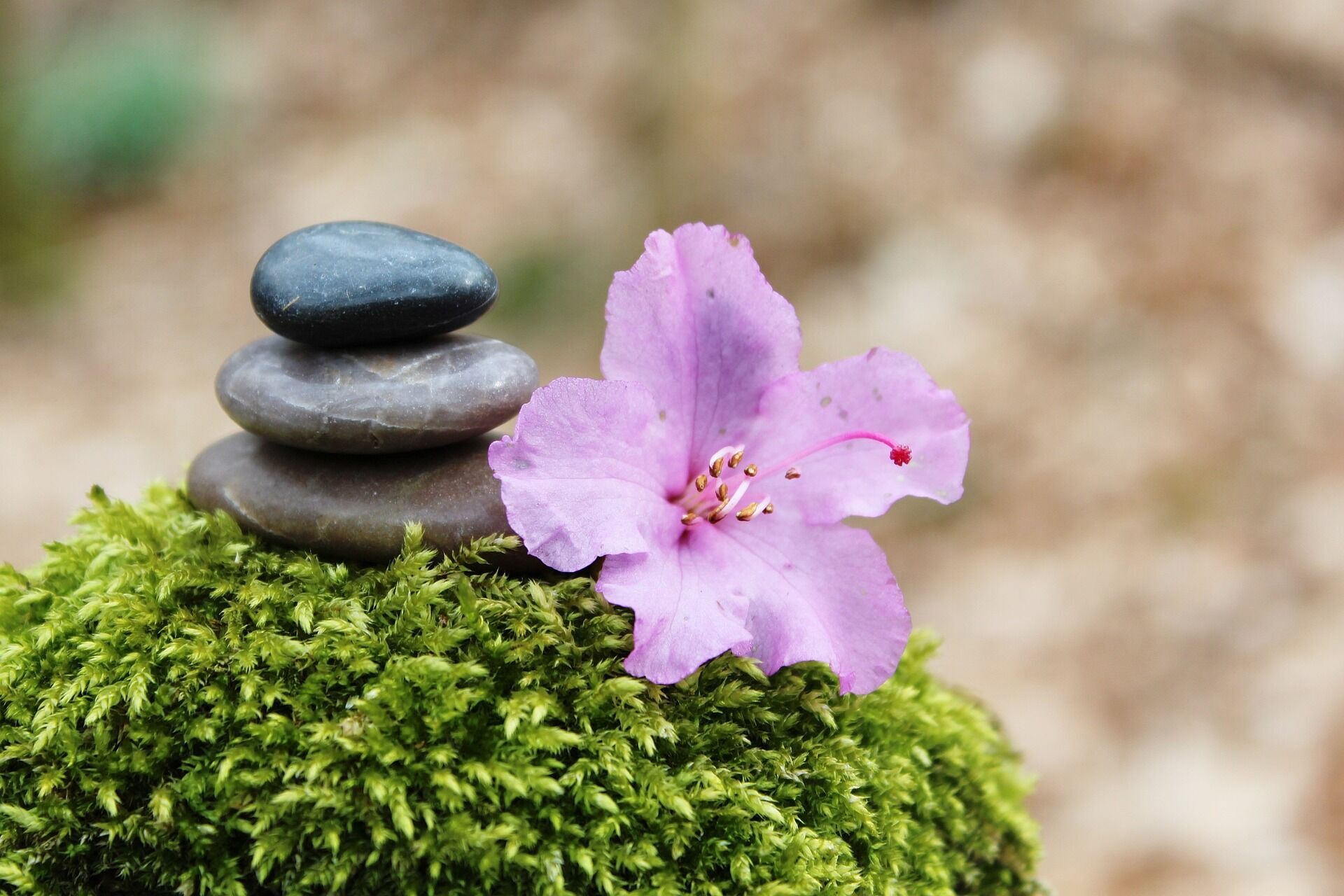 4 способа оформить сад, используя японский принцип эстетической простоты – ваби-саби