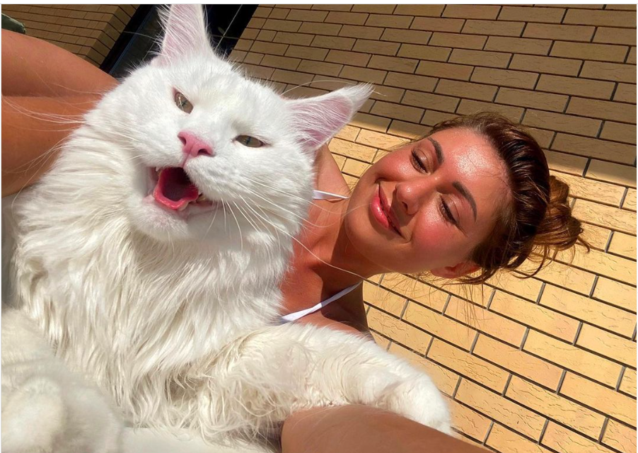 Мейн-кун Кефир, ростом как ребенок – звезда Instagram: как выглядит самый большой домашний кот в мире