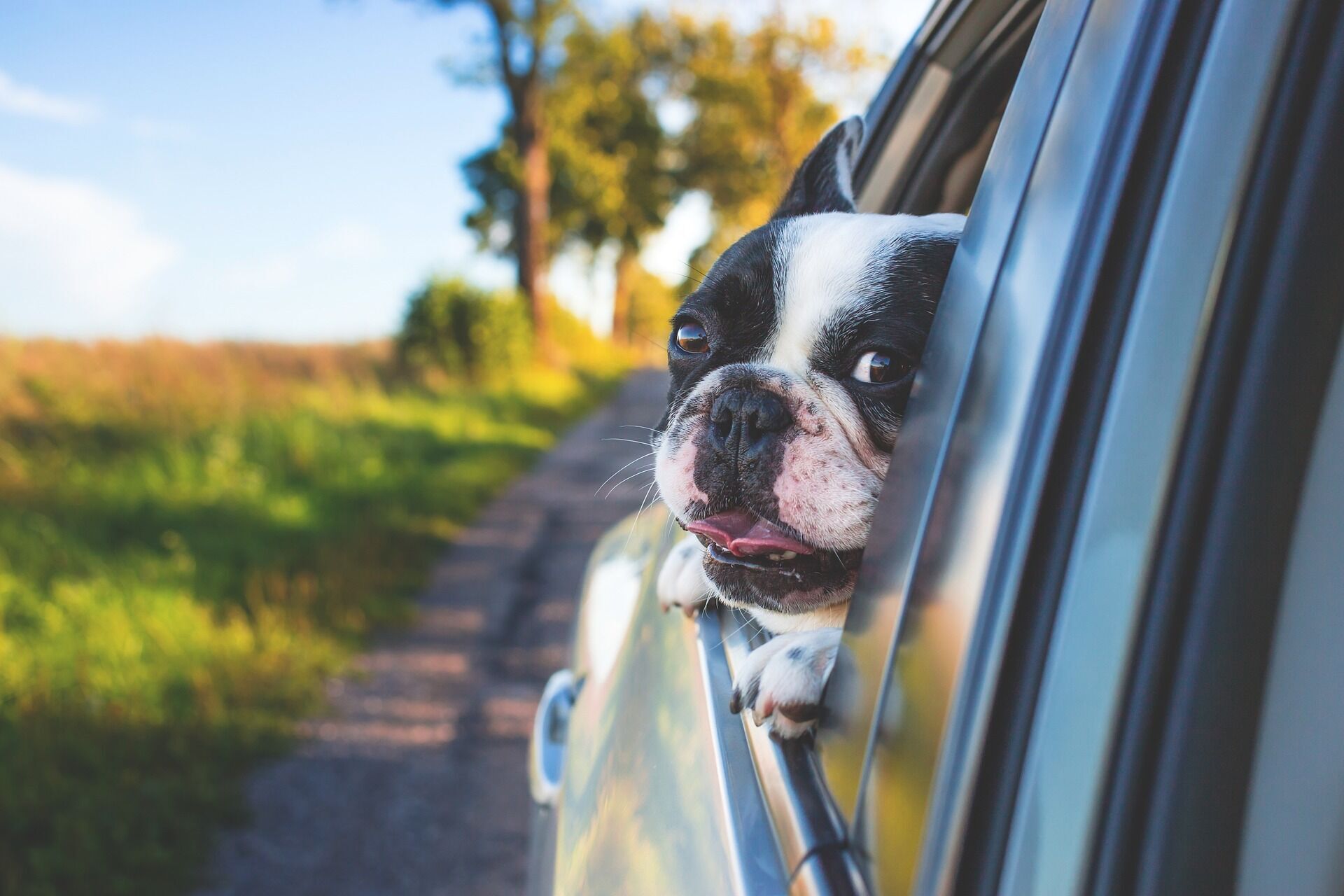 Как приучить собаку ездить в автомобиле: 7 советов эксперта