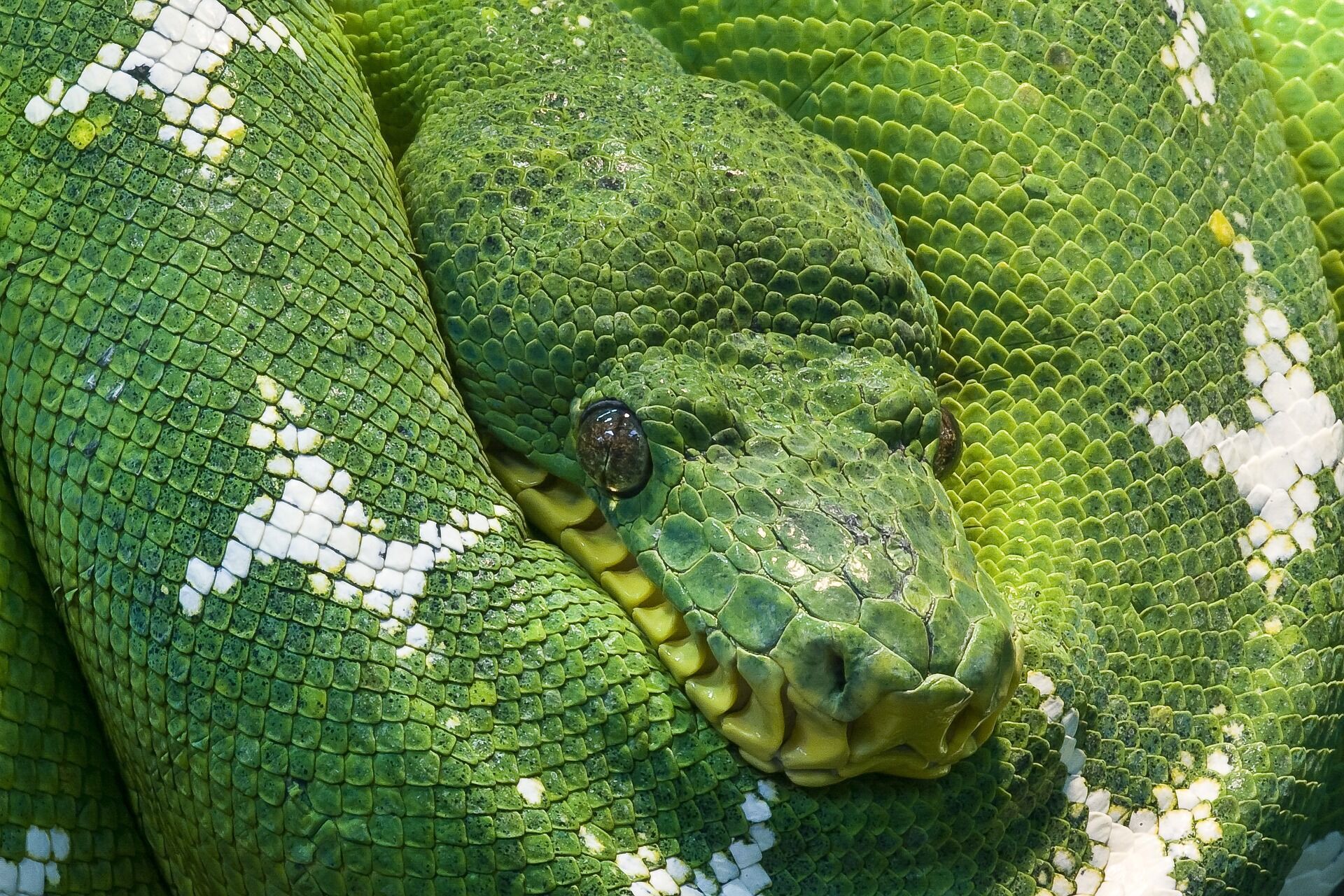 Все, що вам потрібно знати про змій: 5 дивовижних фактів про звички та походження рептилій