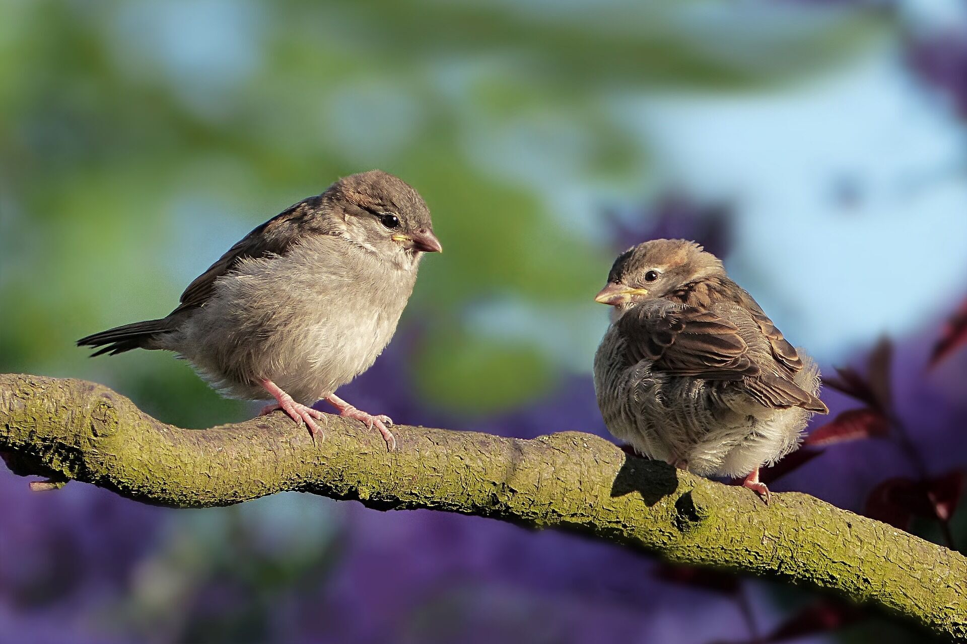 Нове дослідження орнітологів: птахи, як і люди, зраджують один одному і розлучаються